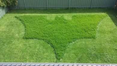 Bossing Your Lawn with Turf Boss