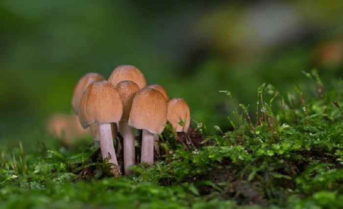 Mushroom Gummies