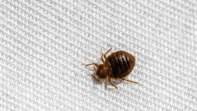 Bed Bug