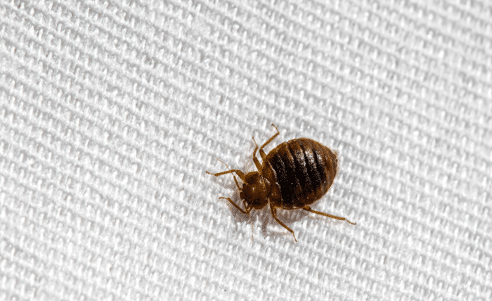 Bed Bug