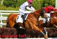 le sauveur turf