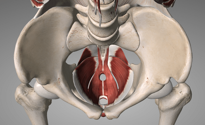 Pelvic Floor